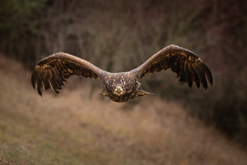 Amazing front facing shot of this big and majestic bird. Dangerous yet endangered animal. Autumn shot, with brown and dull background. Isolated bird in flight.