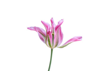 isolated tulip in bloom on white