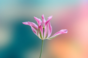 tulip in bloom on texture