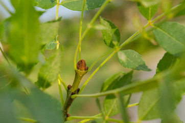 Fraxinus angustifolia bud