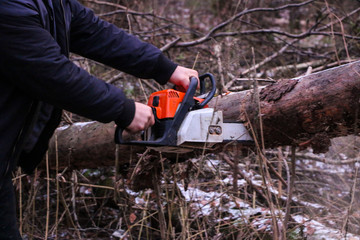 Woodcutter saws tree with chainsaw in forest. A woodcutter's hand with a chainsaw saws off a branch, shavings and sawdust from sawing fly apart. - obrazy, fototapety, plakaty