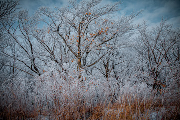 Hoarfrost on trees. Winter forest.