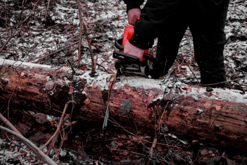 Woodcutter saws tree with chainsaw in forest. A woodcutter's hand with a chainsaw saws off a branch, shavings and sawdust from sawing fly apart. - obrazy, fototapety, plakaty