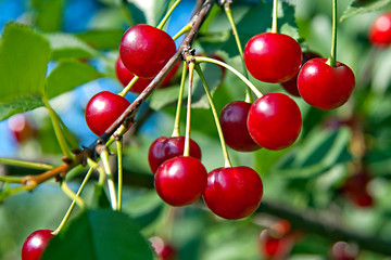  red berries of cherry hang on a branch tree