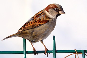 A colorful sparrow sits on a green fence and looks at the photographer. White background. Close-up. Wild nature.