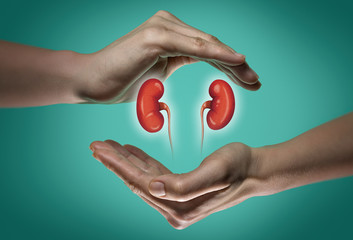 A human kidneys between two palms of a woman on  blue and green background. The concept of a healthy kidneys. - obrazy, fototapety, plakaty