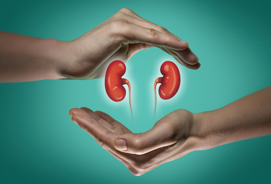 A human kidneys between two palms of a woman on  blue and green background. The concept of a healthy kidneys.