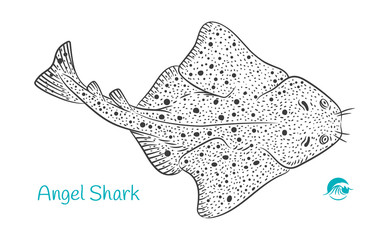 Angel Shark hand-drawn illustration