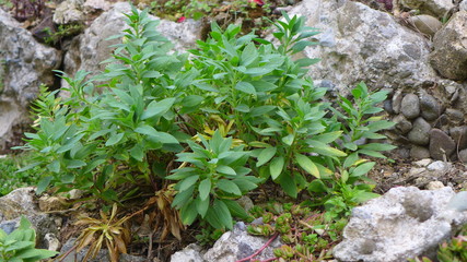 flowers in the garden
