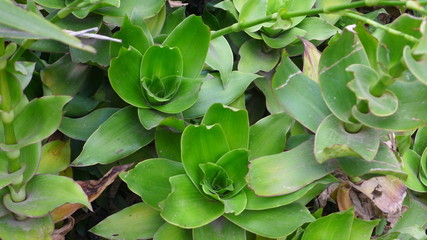 green plant in the garden