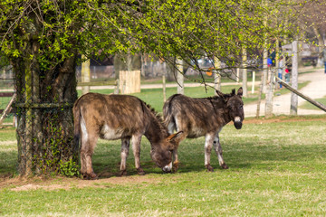 two funny donkeys in the petting zoo