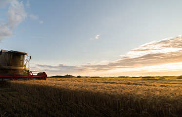 Fototapeta premium Harvesting of wheat field with combine