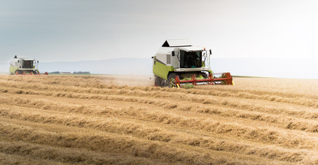 Obraz premium Harvesting of wheat field with combine