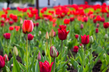Fototapeta premium Red tulips. Outdoor.