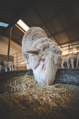 Close up image of a Merino sheep in a shed, in the Karoo region of south africa, getting ready to be sheered and the wool exported