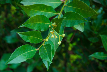 Obraz premium Green bush with laurel leaves