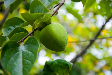 Unripe green persimmon fruit on the branch