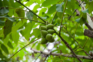 Walnuts green on a bush in a bunch