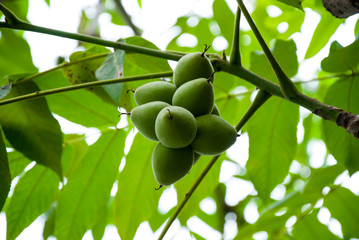 Walnuts green on a bush in a bunch