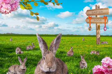 Osterhasen auf einer grünen Wiese © Black Brush
