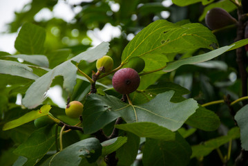 Sweet and ripe figs on the branch