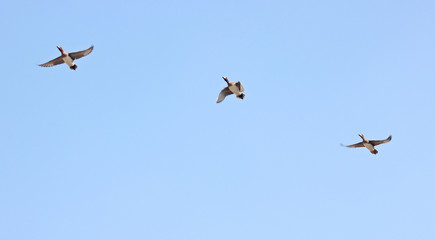 하늘을 날으는 새