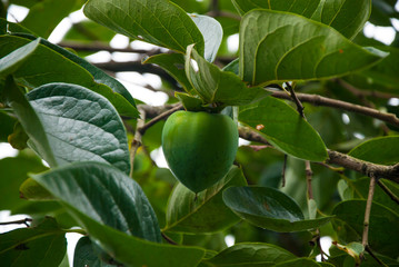 Unripe green persimmon fruit on the branch