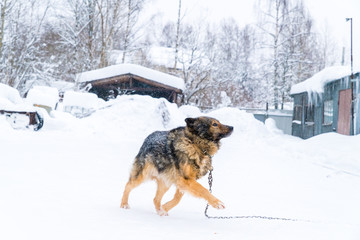 Fototapeta na wymiar dog in the snow