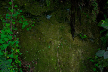Backgrounds and textures of green bushes in the tropics