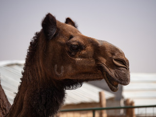 Camel Farm in Al Hasa, Saudi Arabia
