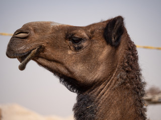 Camel Farm in Al Hasa, Saudi Arabia