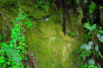 Backgrounds and textures of green bushes in the tropics