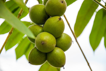 Walnuts green on a bush in a bunch