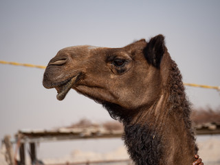 Camel Farm in Al Hasa, Saudi Arabia
