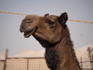 Camel Farm in Al Hasa, Saudi Arabia
