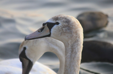 close up of a swan in the lake