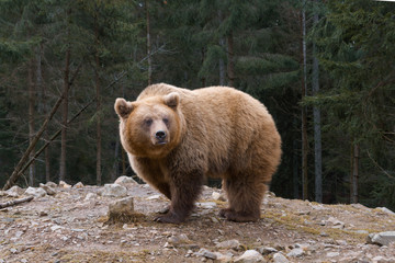 Big brown bear in a edge of coniferous forest.