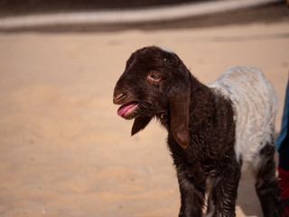 Baby Goats in Saudi Arabia