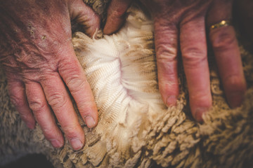 Close up image of the old hands of a Karoo farmer checking the quality of his Merino wool sheep's...