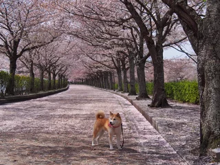 Badezimmer Foto Rückwand 桜色の並木道 © Haru
