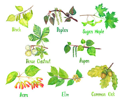 Trees variety set, Birch, Poplar, Sugar Maple, Horse chestnut, Aspen, Acer, Elm, Common oak leaves and seeds (conkers, acorns), hand painted watercolor illustration with inscriptions isolated on white