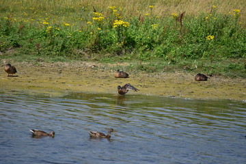 canard sauvage marais