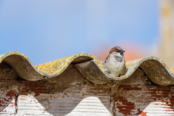 Gorri√≥n Com√∫n macho, posado en un tejado. Passer domesticus.