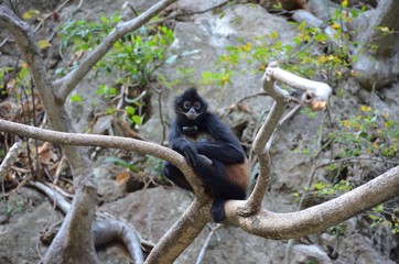Wild Monkey in Chiapas