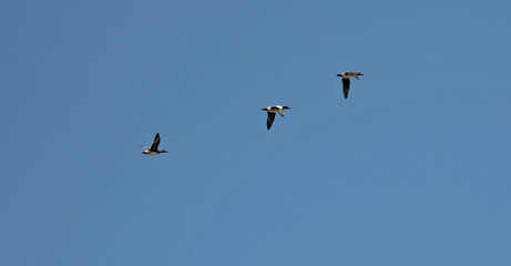 하늘을 날으는 새