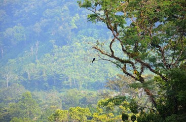 A Lonely Bird In The Jungle