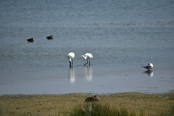 oiseau
