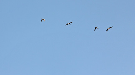 하늘을 날으는 새