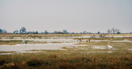 Fototapeta na wymiar Panorama-Landschaft - Letschwe Antilopen und ein Pelikan im Überschwemmungsgebiet im Moremi Nationalpark, Okavango Delta, Botswana