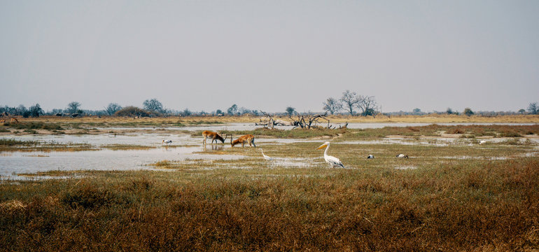 Panorama-Landschaft - Letschwe Antilopen und ein Pelikan im &Uuml;berschwemmungsgebiet im Moremi Nationalpark, Okavango Delta, Botswana